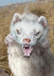 Now THATS an Ferret